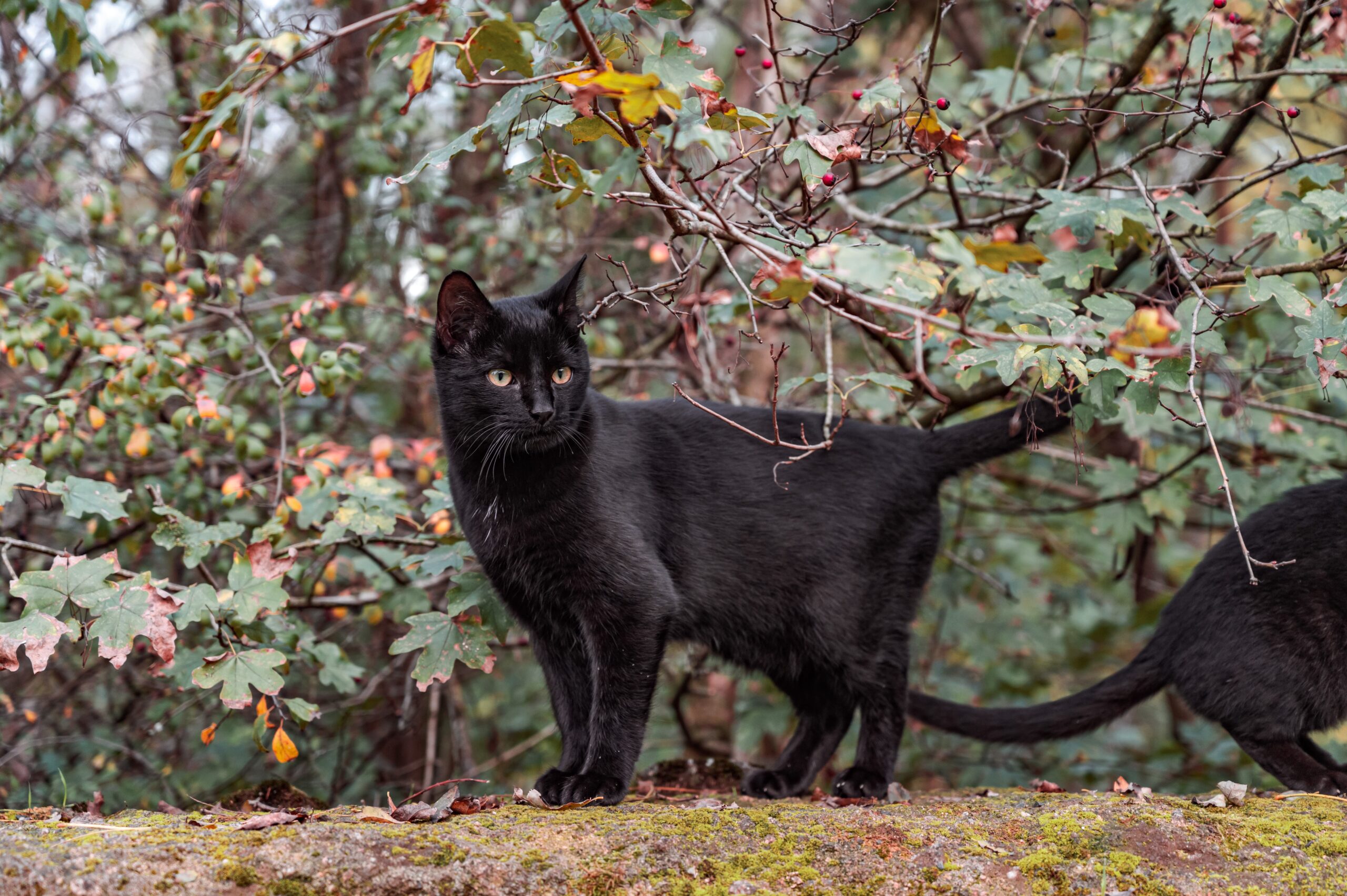 black cat on brown dried leaves during daytime