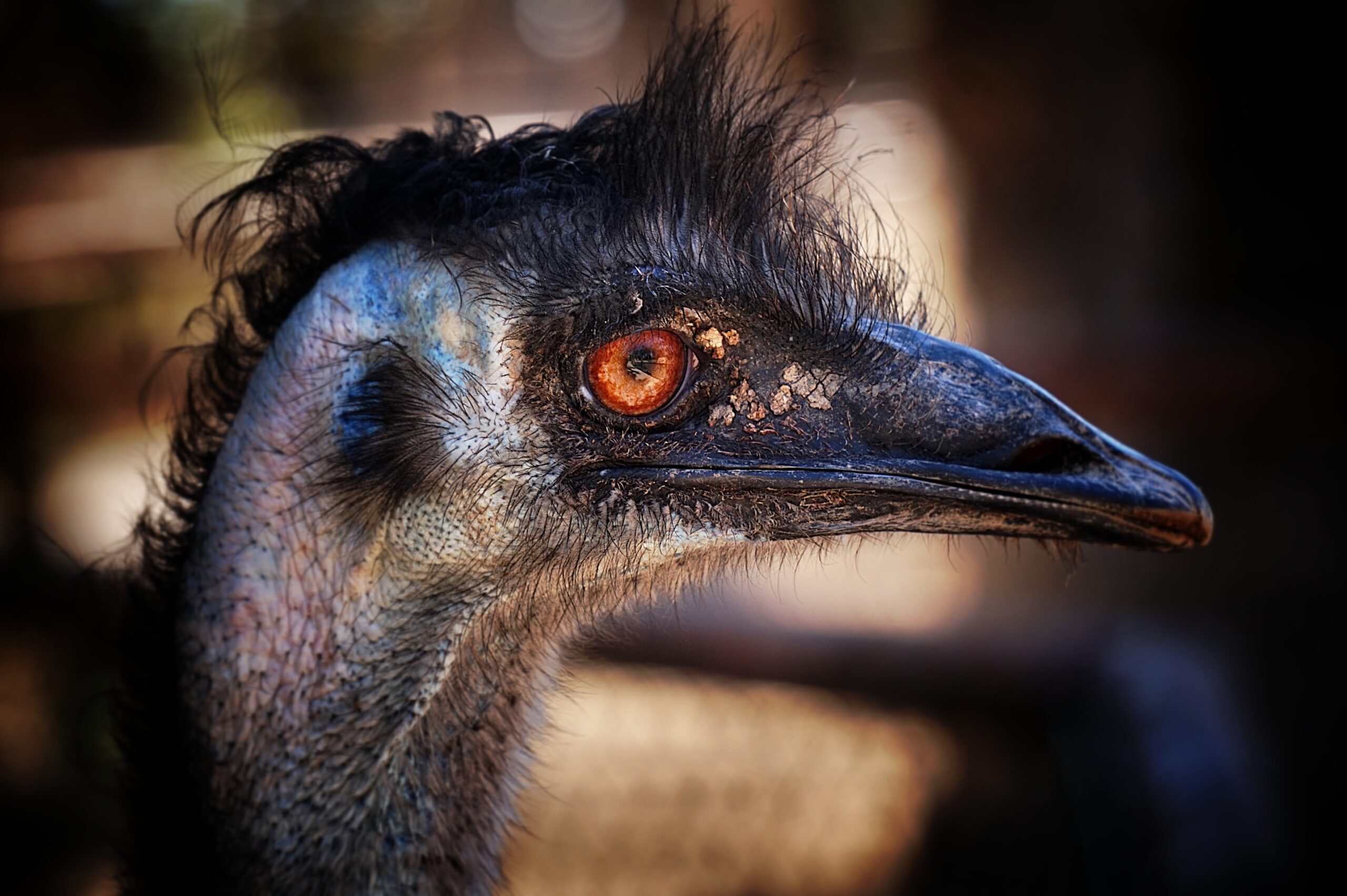 close-up photo of ostrich