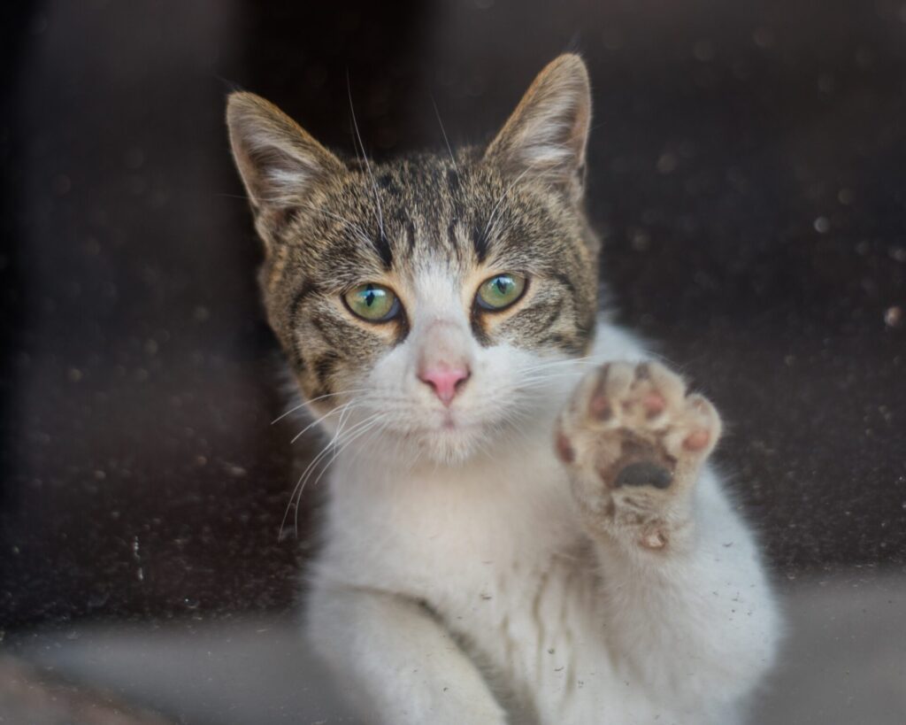 brown and white tabby cat