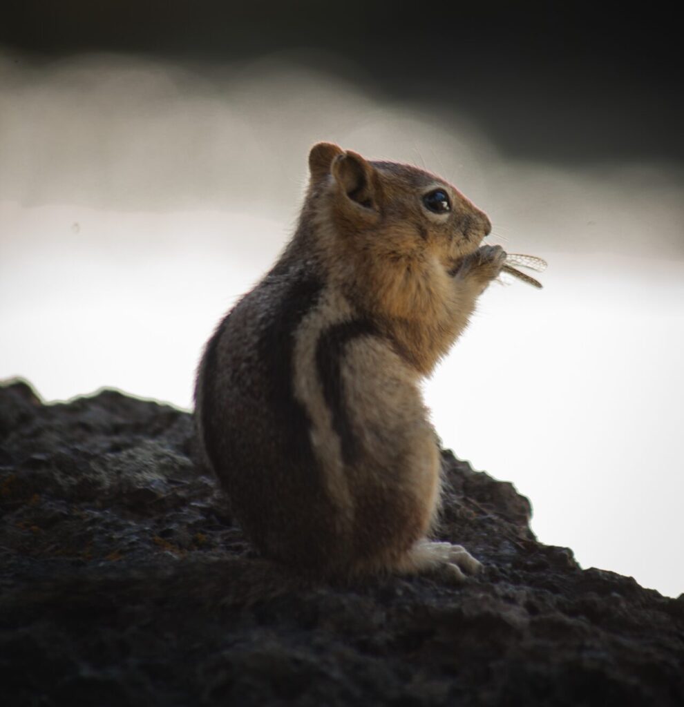 brown and gray squirrel on rock formation