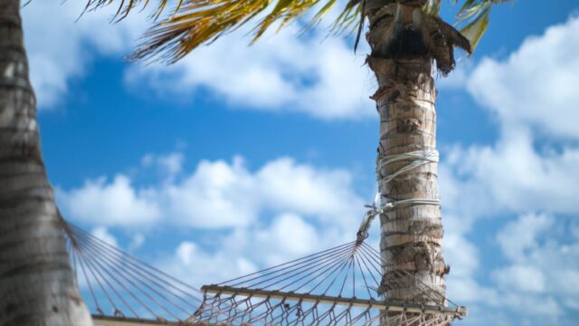 two coconut trees and beige hammock