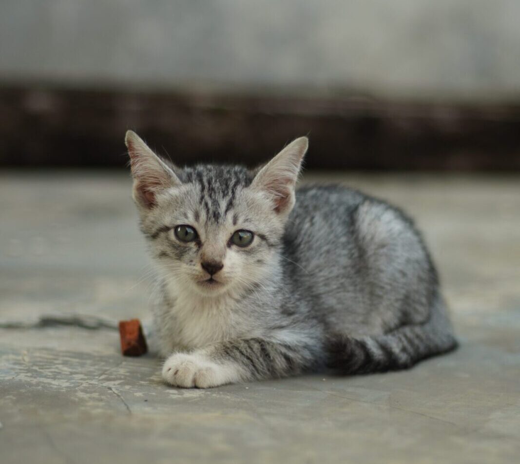 silver tabby kitten on gray concrete floor